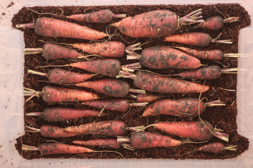 Storing Root Vegetables for the Winter Mia's Daily Dish