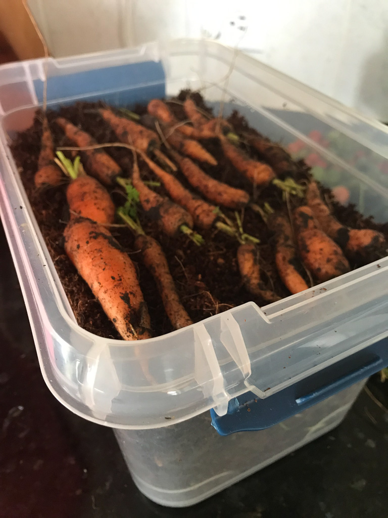 Storing Root Vegetables for the Winter Mia's Daily Dish